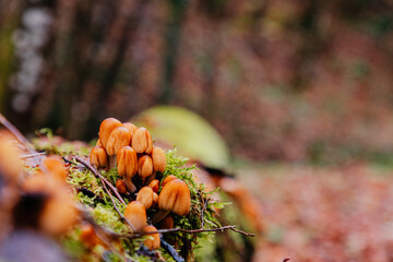 Close-up of little mushrooms in the autumn forest