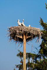 White storks with young baby stork on the nest