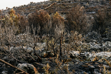 Burnt remains of a forest in Croatia on a sunny morning