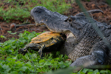 alligator in the swamp eating a turtle