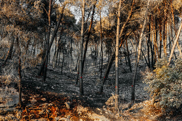 Burnt remains of a forest in Croatia on a sunny morning