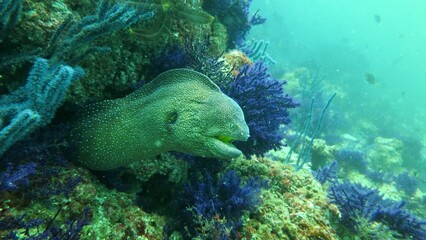 Naklejka na ściany i meble Scuba Diving Underwater Eel
