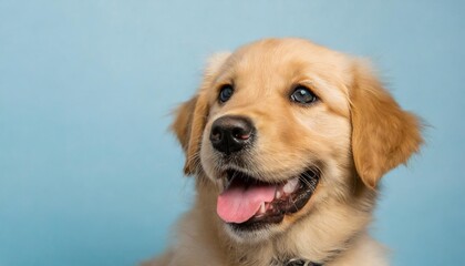 portrait of a happy goldne retriever dog puppy on a light blue background with space for text