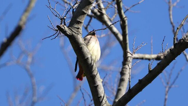 japanese waxwing in a forest