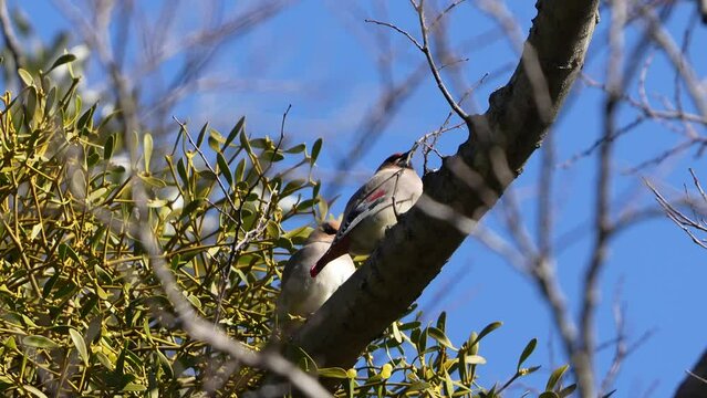 japanese waxwing in a forest