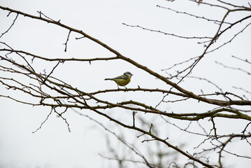 Blue tit on a branch