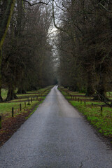 Fototapeta premium Tree lined driveway at Calke Abbey entrance UK