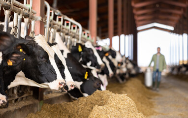 Closeup of black and white Holstein dairy cows eating forage while peeking out from behind stall...