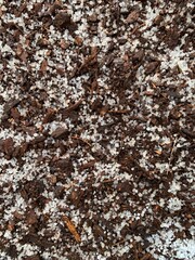 Hail on bark