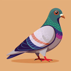 pigeon vector illustration