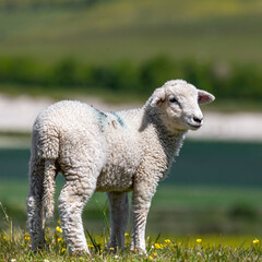 A close up of a lamb in the Sussex countryside, on a sunny spring day - 751009954