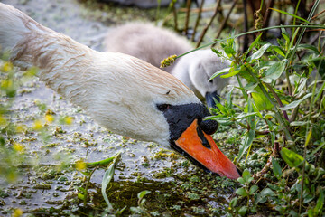 A close up of a mute swan feeding in a stream, with a cygnet defocused behind - 751009994