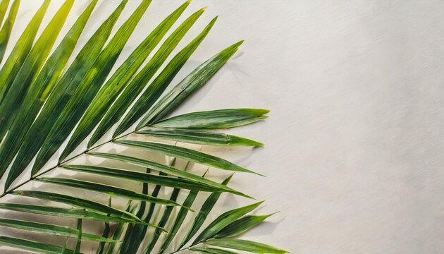palm tree leaves on the side of large light pastel background beautiful composition with large white space for text or copy clean and minimal top view wallpaper