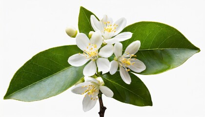neroli blossom branch with white flowers buds and leaves isolated transparent png orange tree citrus bloom