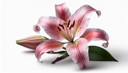 beautiful pink lily flower with bud isolated on white background