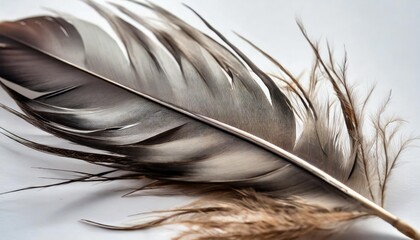 feathers on a white background as a nature study