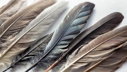 feathers on a white background as a nature study