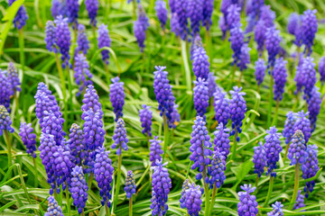 Fototapeta premium Blue Muscari flowers, Muscari armeniacum, Grape Hyacinths blooming in spring meadow or garden. Nature, floral background, seasonal concept.