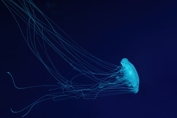 Fluorescent jellyfish swim underwater in aquarium pool with blue neon light. One Atlantic sea...
