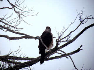 Peuco, ave rapaz posado sobre una rama en el frio invierno de la Cordillera de los Andes.
