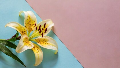 beautiful lily flower on the pastel background