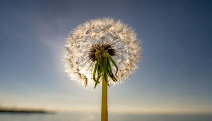 dandelion on a white background condolence grieving card loss funerals support - obrazy, fototapety, plakaty