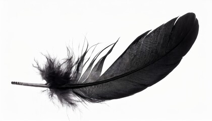 abstract black feathers floating in ther isolated on white background
