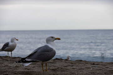 Fototapeta na wymiar Seagulls on the sand of the beach by the sea, Marbella, Spain