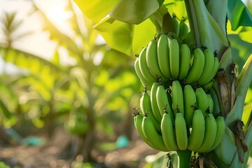 Tropical Fruit Farm, green bananas, hanging, tree, agriculture