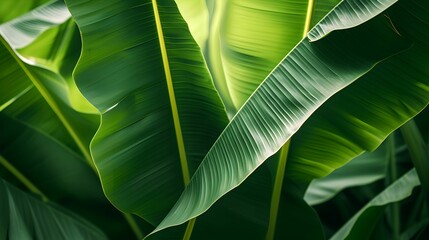 Detailed Botanical Background, closeup, banana leaves, tropical, nature