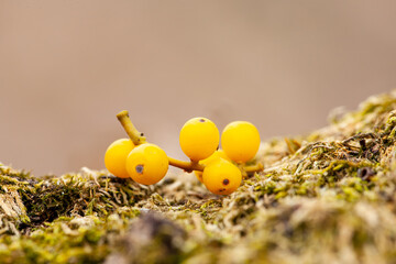 Yellow berries rest on mossy ground in a natural landscape