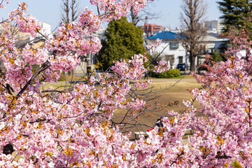 西ヶ原みんなに公園の河津桜