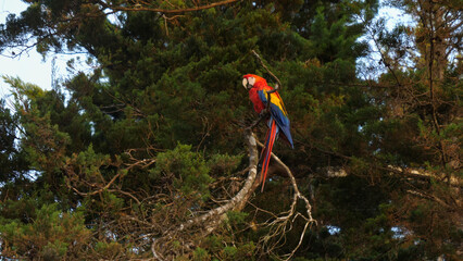 Red Macaw parrot in Monteverde, Costa Rica 2