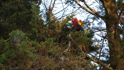 Red Macaw parrot in Monteverde, Costa Rica