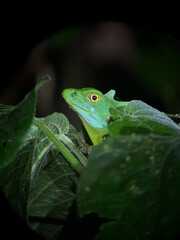 Plumed basilisk - Green Lizard in La Fortuna, Costa Rica