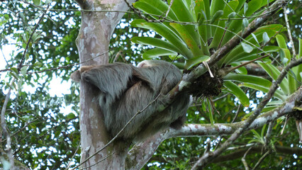 Costa Rican three-toed sloth sleeping © Wild Boer Photos