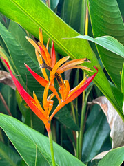 Parrot's flower in La Fortuna Costa Rica