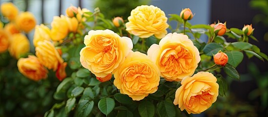 A collection of vibrant yellow roses with hints of orange clustered together in a garden. The roses display their bright colors under the sunlight, adding a cheerful vibe to the greenery around them.