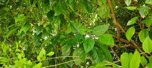 Forest vegetation ivy wall tree trunk leaves garden flowers bushes nature stone rock water swimming pool park reserve protection healthy life vacation environment beautiful healthy home roof sky cloud