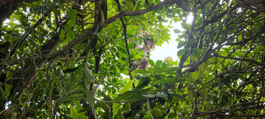 Forest vegetation ivy wall tree trunk leaves garden flowers bushes nature stone rock water swimming pool park reserve protection healthy life vacation environment beautiful healthy home roof sky cloud