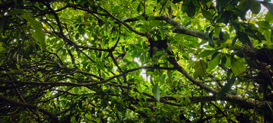 Forest vegetation ivy wall tree trunk leaves garden flowers bushes nature stone rock water swimming...