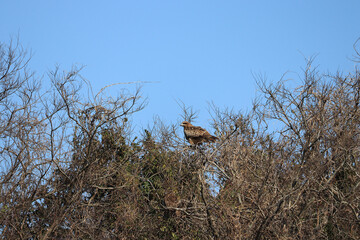 落葉した冬の木にとまるトビ