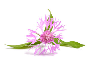 Pink centaurea flower - obrazy, fototapety, plakaty