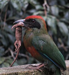 juruvá bird in brazil