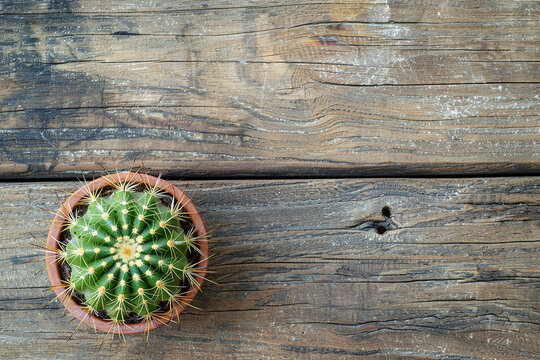 horizontal isolated image of a small cactus plant on a wooden textured table, copy space, view from above. Generative AI