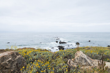 Coast of California and yellow wildflowers in foreground, USA
