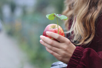 Female hand holding red apple and good luck leaf, four leaf clover plant, Iron Cross. Beautiful...