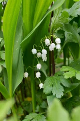 Poster Lily of the valley. Convallaria majalis. Growing wild, growing in the garden. White fragrant flowers. Close-up. © Ольга Семенів