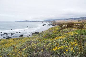 Fotobehang Coast of California and yellow wildflowers in foreground, USA © Martina