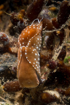 Sea slug, Aglaja tricolorata, Headshield slug Alghero, Mediterranean sea, Sardinia, Italy